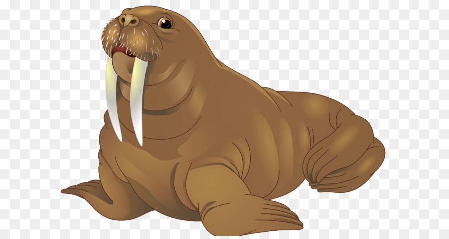 Animal cartoon seals wildlife. Walrus clipart brown