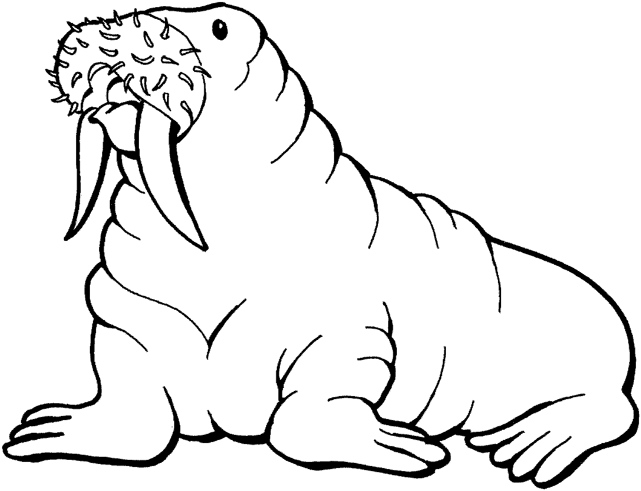 Free coloring pages wikiclipart. Walrus clipart color