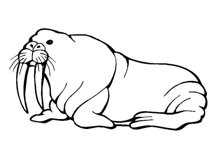 Walrus clipart color. Free pictures download clip