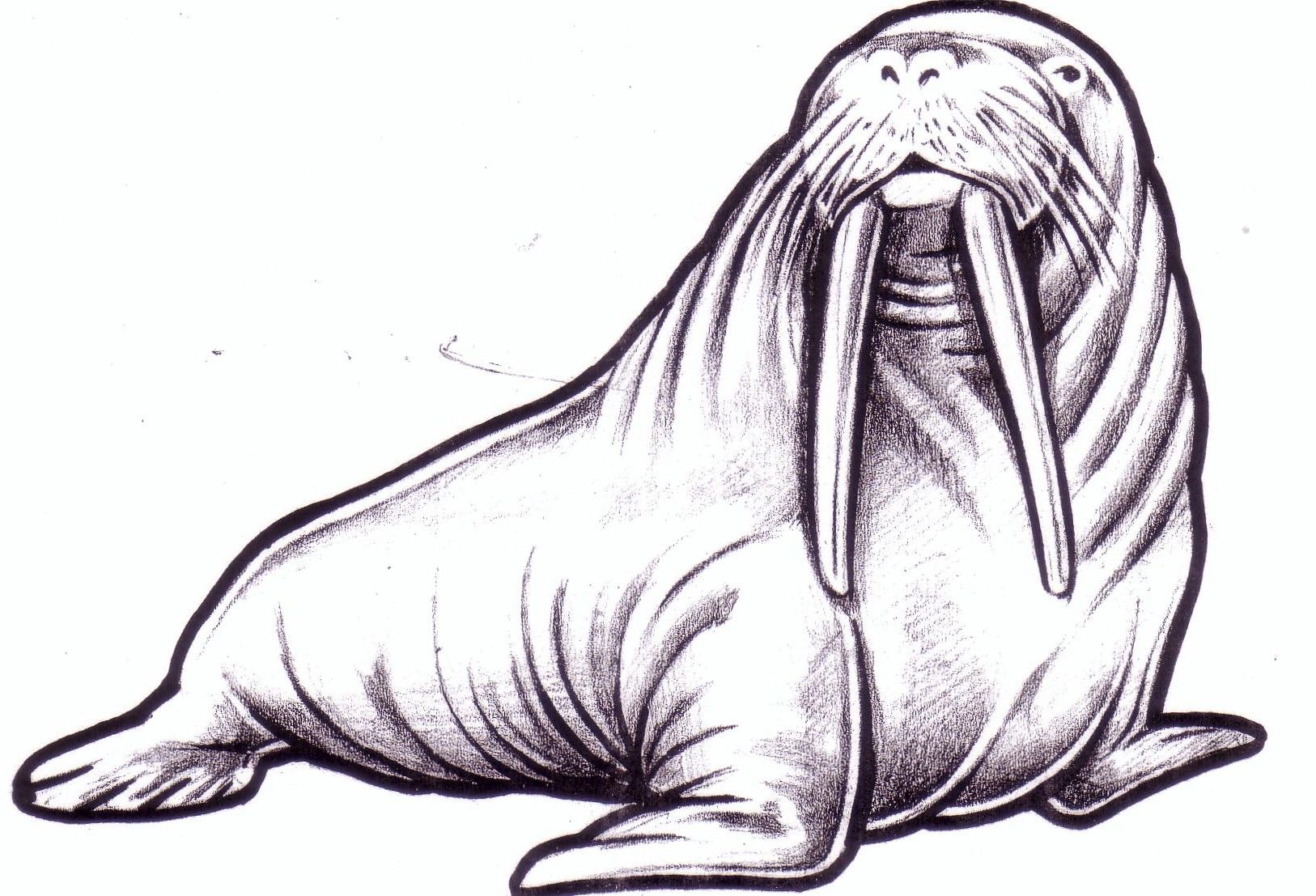 Walrus clipart easy draw. Free printable drawing printables
