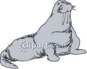Gentle royalty free picture. Walrus clipart grey