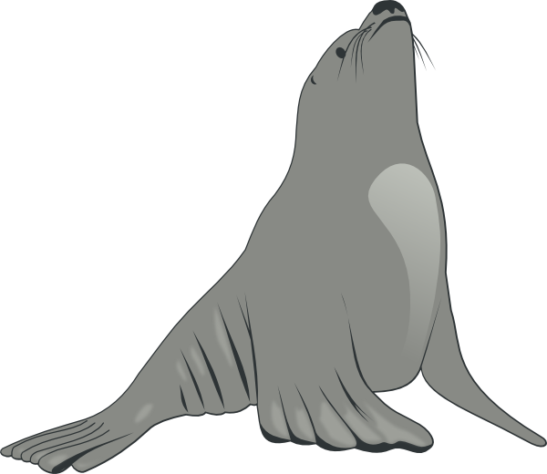 Walrus clipart svg. Sea lion looking up