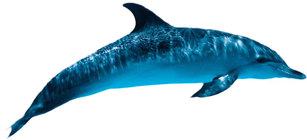 Png transparent free images. Water clipart dolphin