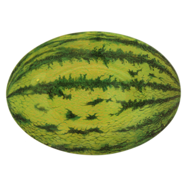 Watermelon clipart oblong. Noah keil and hannah