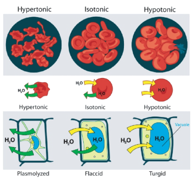 Weight clipart homeostasis. Cell transport and opencurriculum