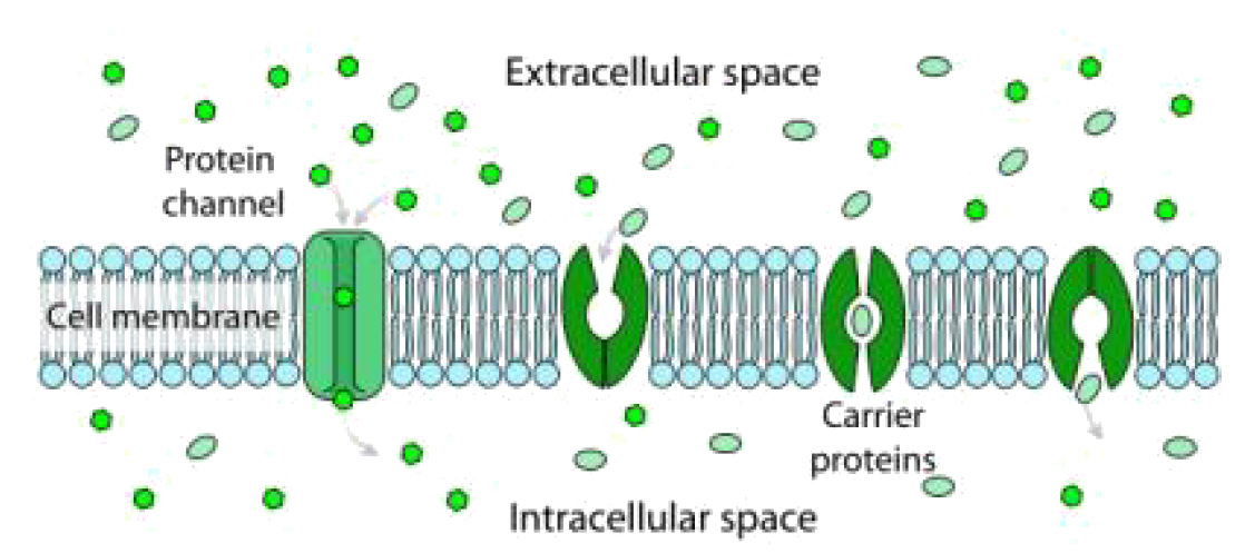 Cell transport and opencurriculum. Weight clipart homeostasis