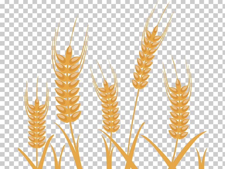 Wheat clipart abstract. Photography illustration png 
