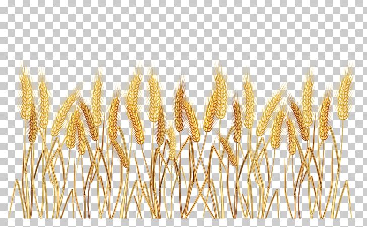 Common cereal png avena. Wheat clipart border