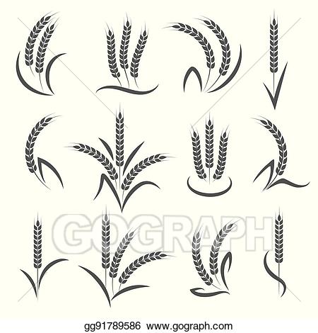 Vector illustration or barley. Wheat clipart branch