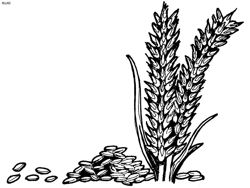 Designs pages fall printable. Wheat clipart colouring page