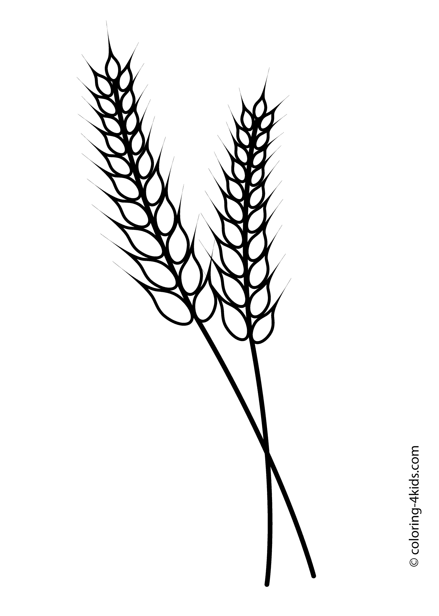 Wheat clipart colouring page. Nature coloring for kids