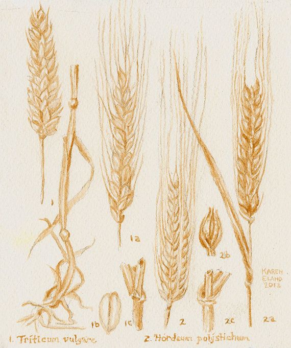 Barley and botanical drawing. Wheat clipart deuteronomy