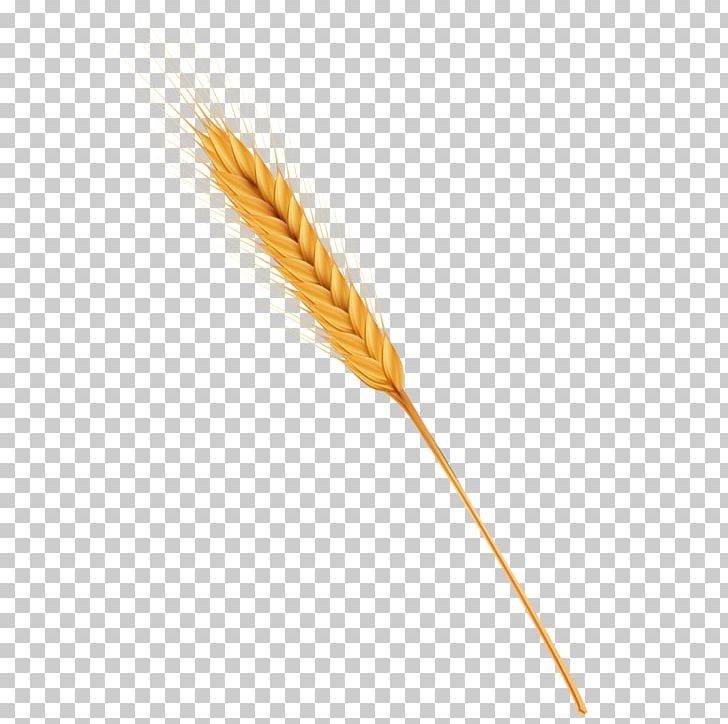 Caryopsis cereal png commodity. Wheat clipart feather