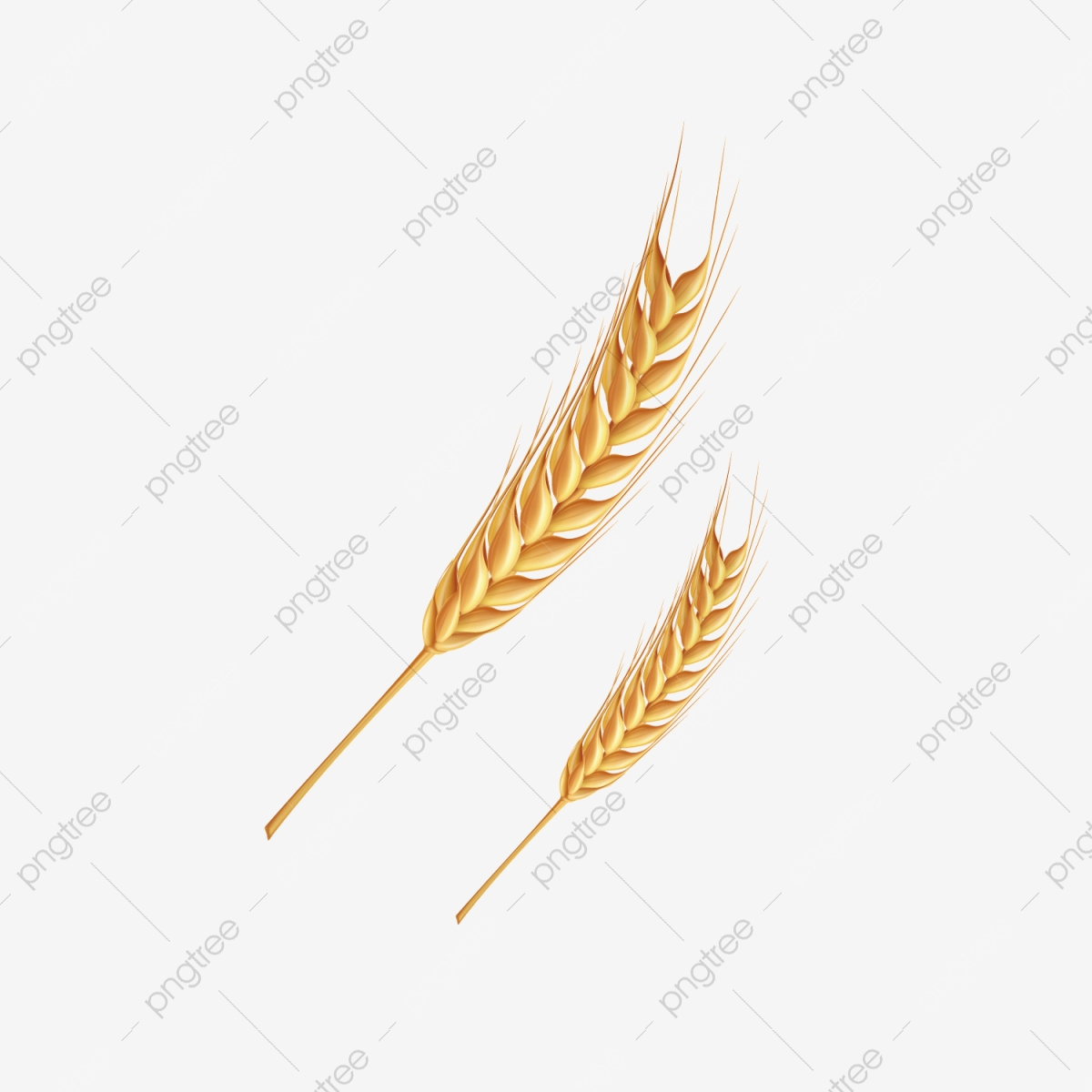 Wheat clipart golden wheat. Png transparent 