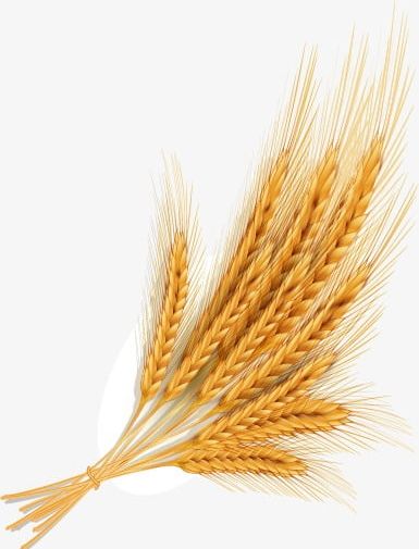 Png ripe . Wheat clipart golden wheat