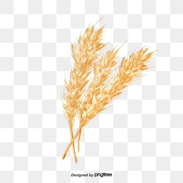 Wheat clipart golden wheat. Png vector psd and
