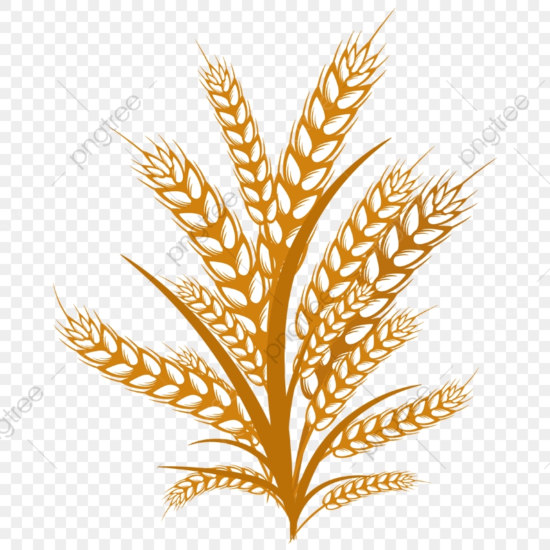 Illustration wheats fields thanks. Wheat clipart happy