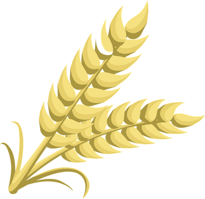 wheat clipart icon