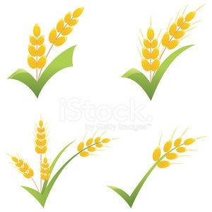 Wheat clipart icon. Whole grain symbol on