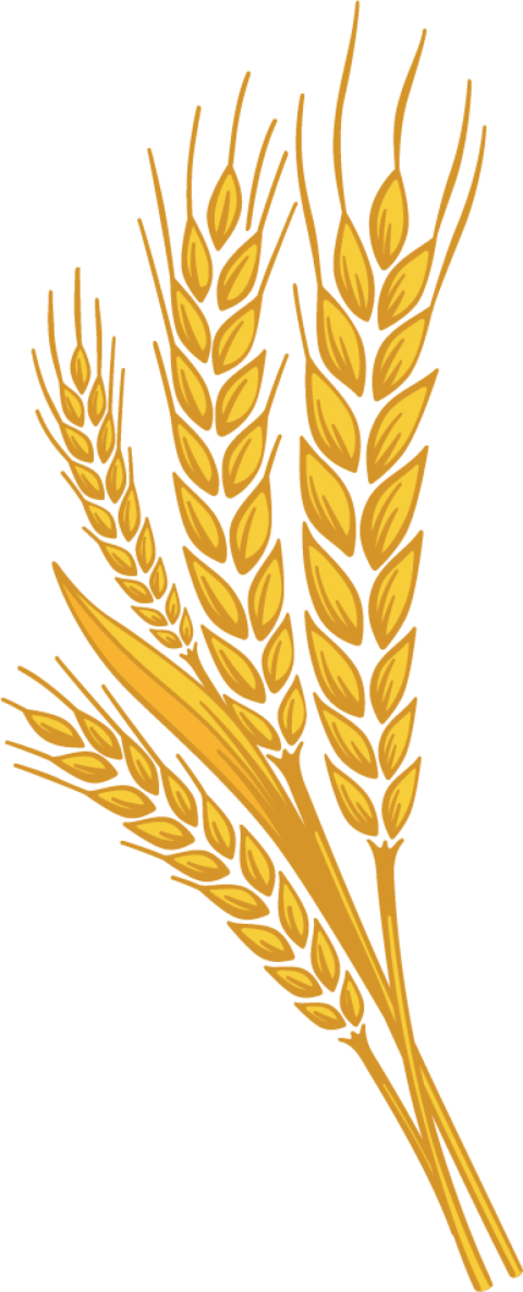 Png free images toppng. Wheat clipart logo