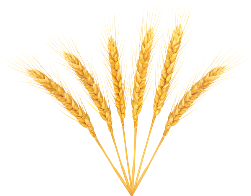 Wheat clipart logo. Png free images toppng