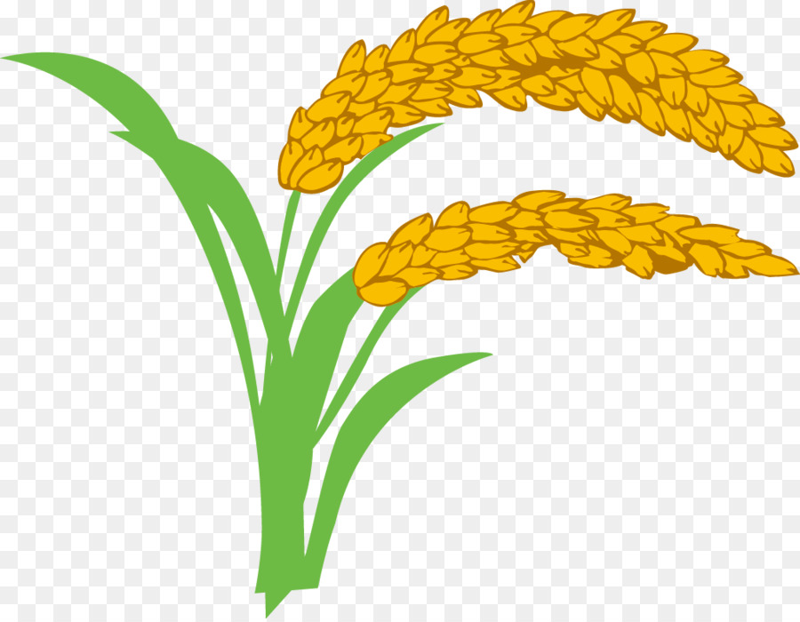 Wheat clipart paddy. Rice cartoon 