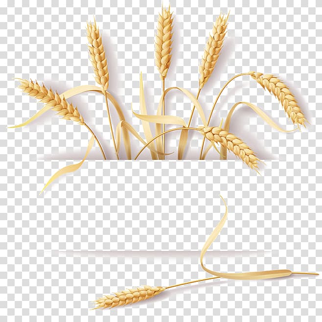 Wheat clipart rye. Brown illustration common cereal