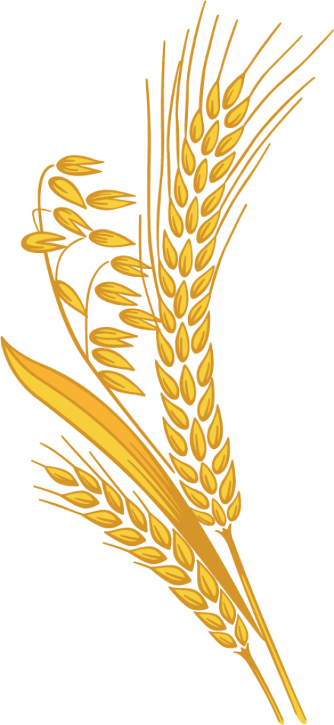 Wheat clipart transparent background. Png free images toppng