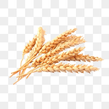 Wheat clipart tree. Images png format clip