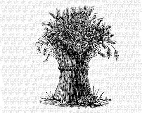 Antique image stack haystack. Wheat clipart vintage