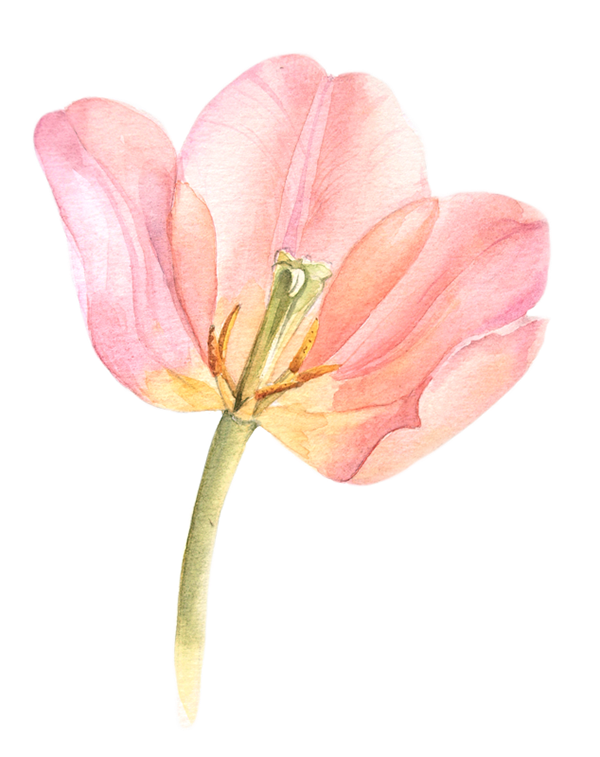 Wheat clipart watercolor. Tulips artwork pinterest flower