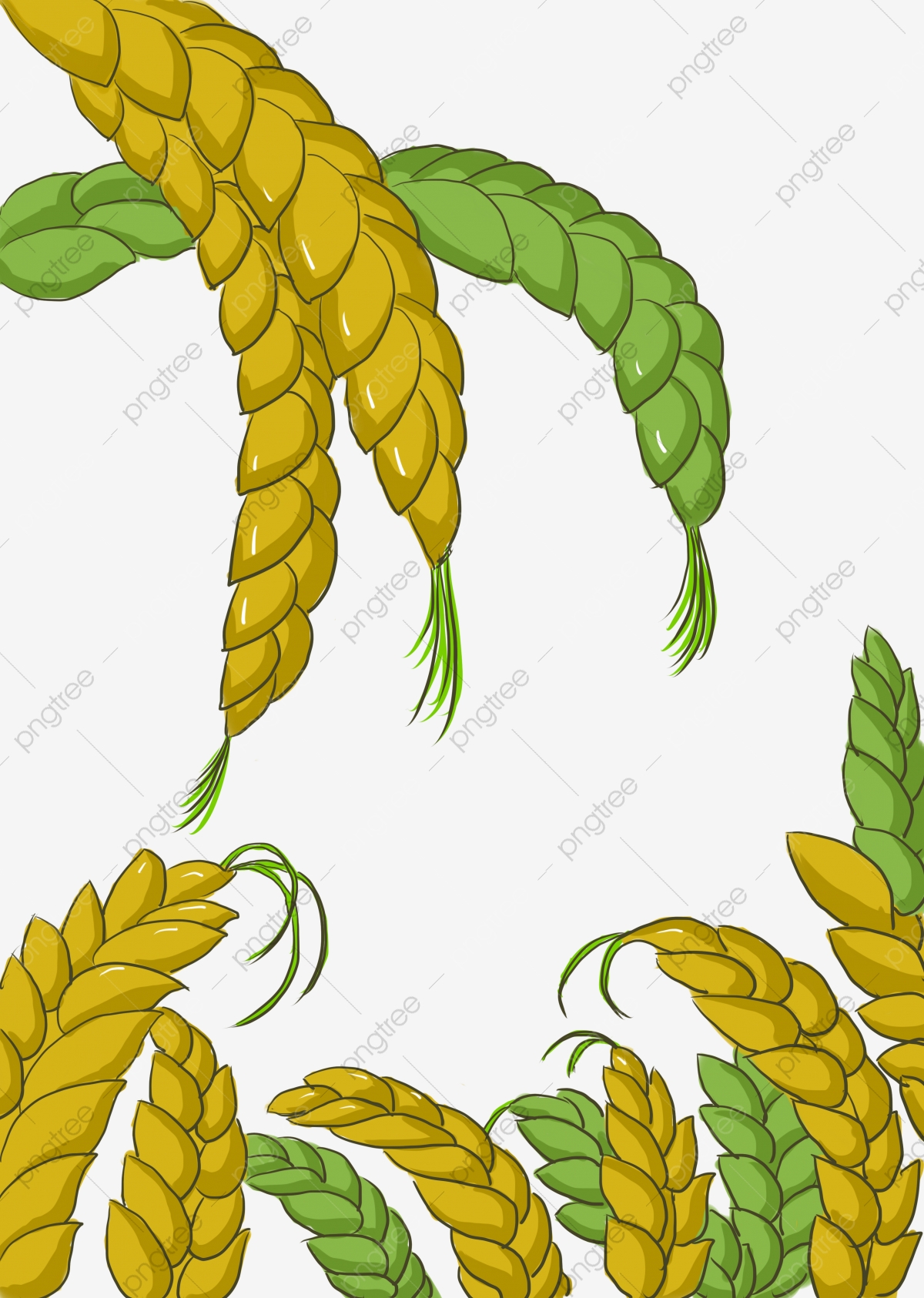 Grain image ears of. Wheat clipart wheat corn
