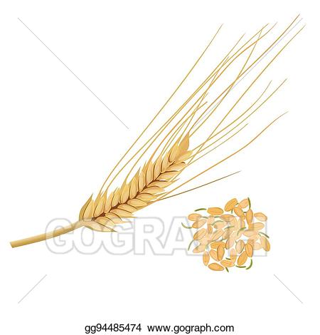 Vector stock the nutritious. Wheat clipart wheat germ