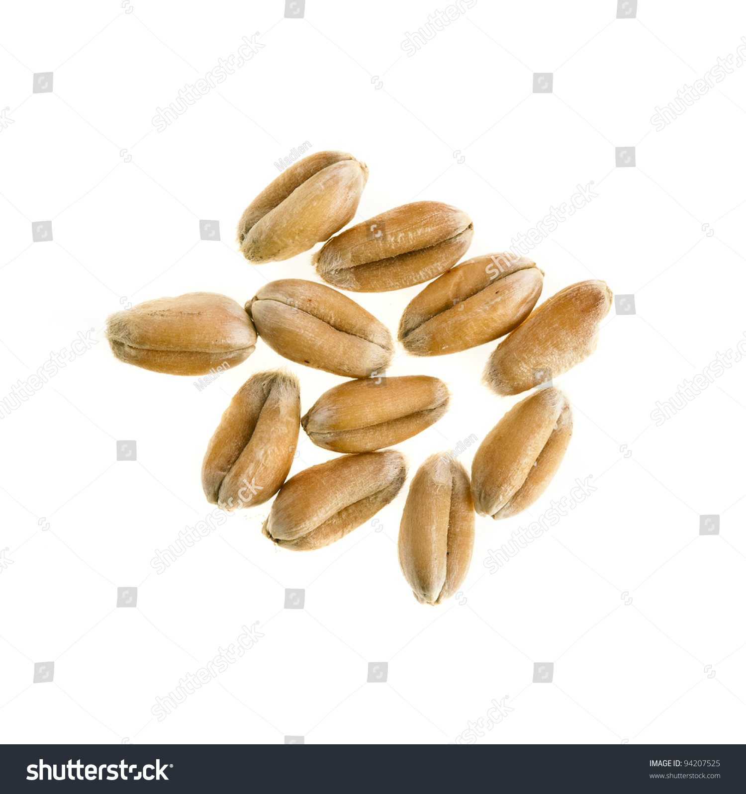 Seeds . Wheat clipart wheat seed
