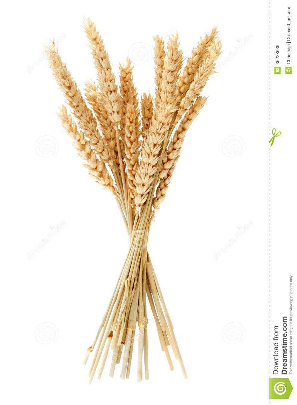 Portal . Wheat clipart wheat stalk