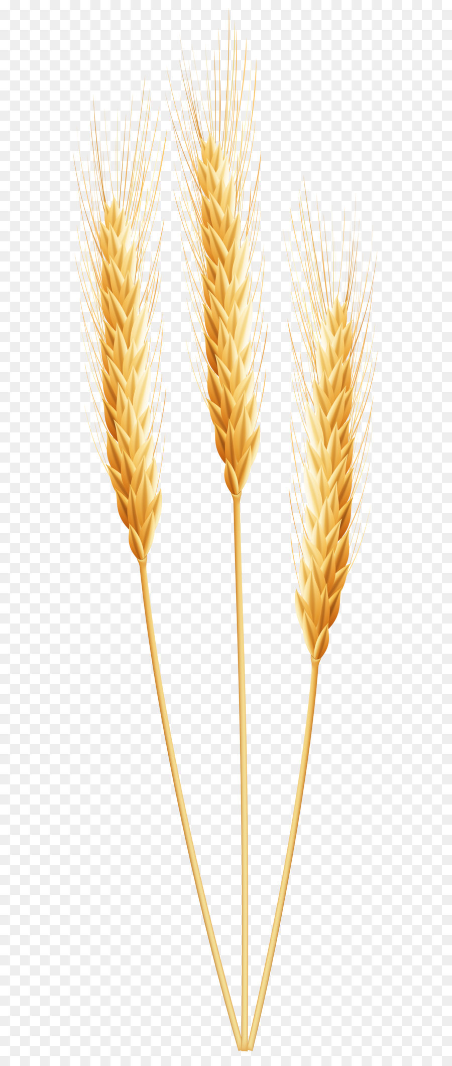 Emmer cereal germ png. Wheat clipart