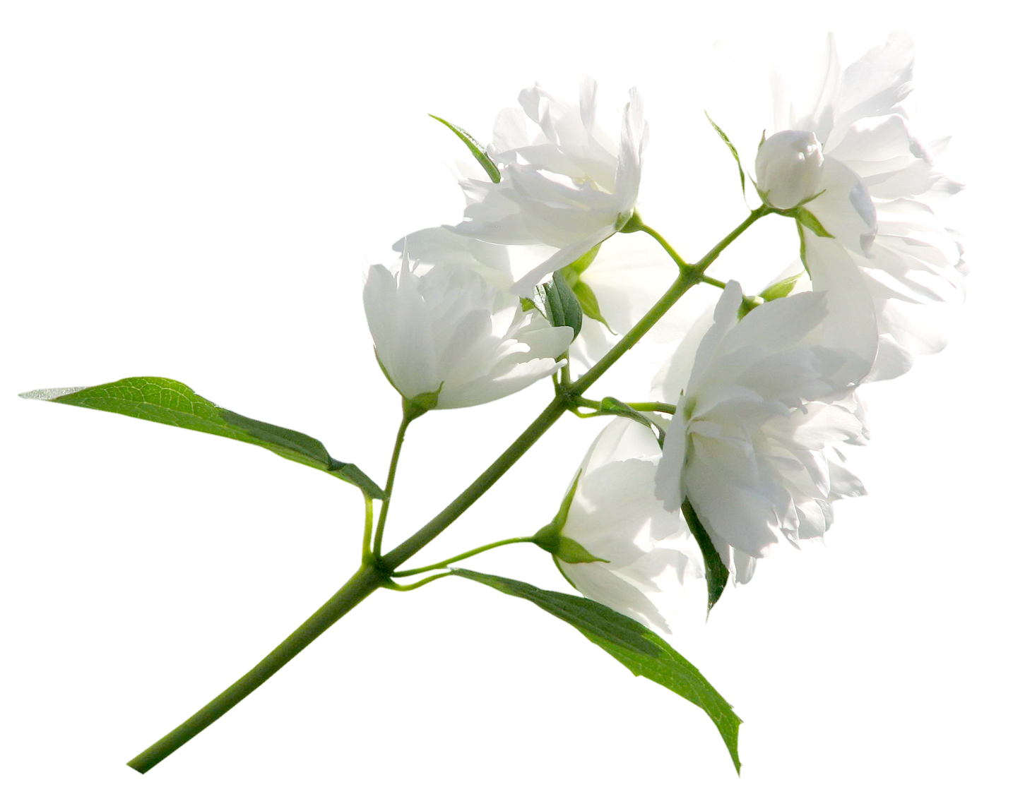 White flower png. Clipart image gallery yopriceville