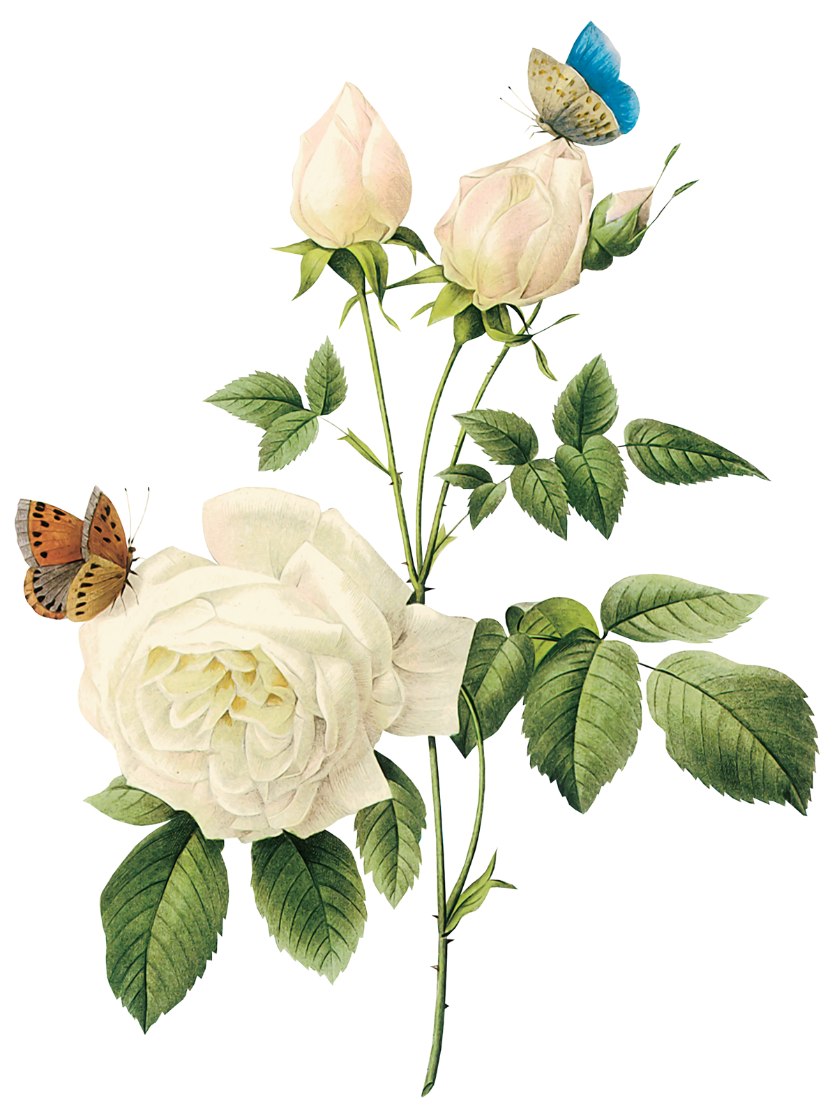 white flower png