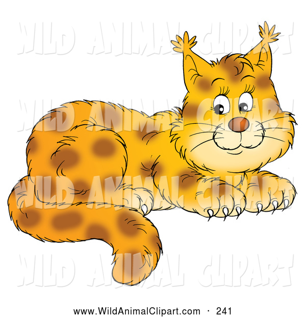 Clip art of a. Wildcat clipart wildcat cub