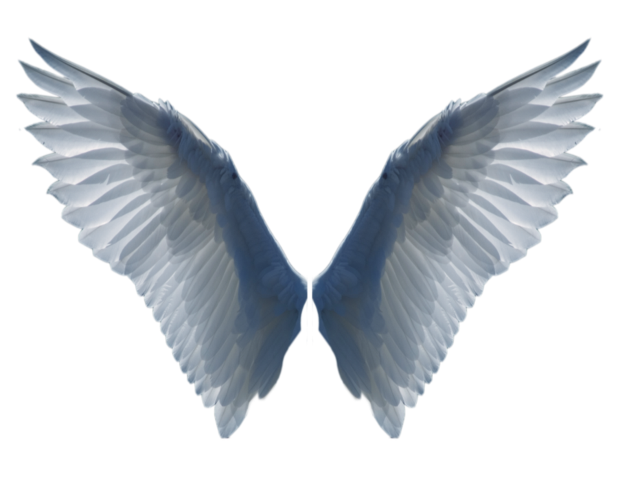 Wings png by evelivesey. Wing clipart aesthetic