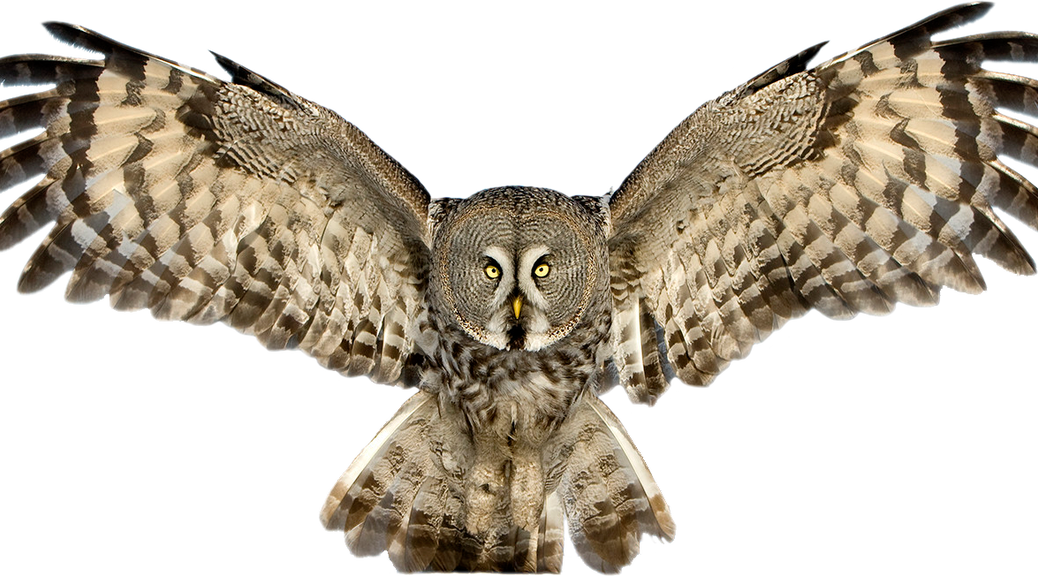 Owls png images free. Wing clipart owl