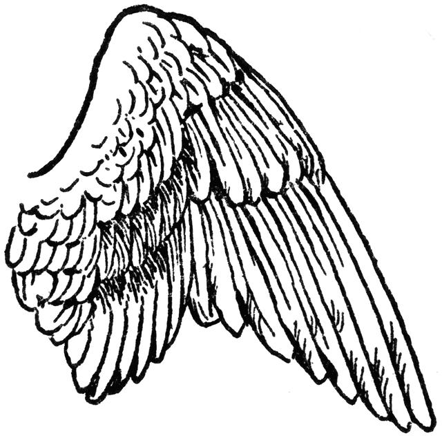 Wing clipart right. Free download clip art
