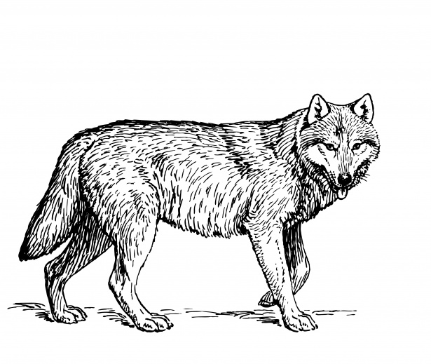Wolf clipart public domain. Illustration free stock photo