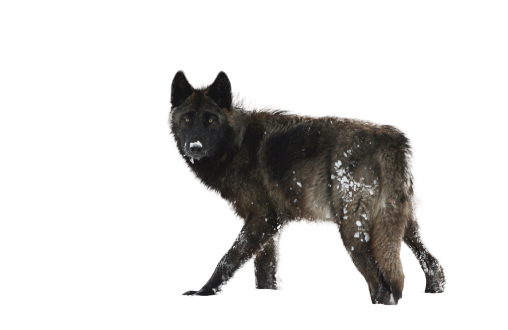 Black wolf png transparent. Wolves clipart realistic