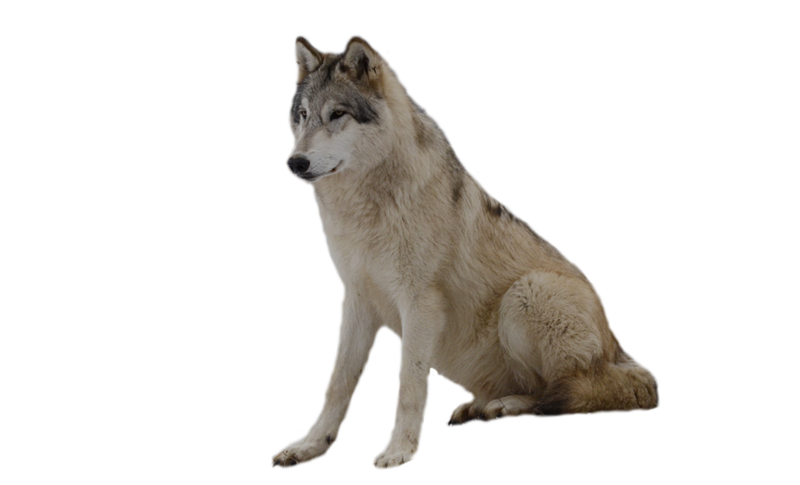 Download free png pin. Wolves clipart transparent background