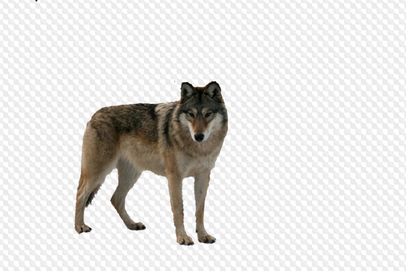 Wolf clipart transparent background. With png 