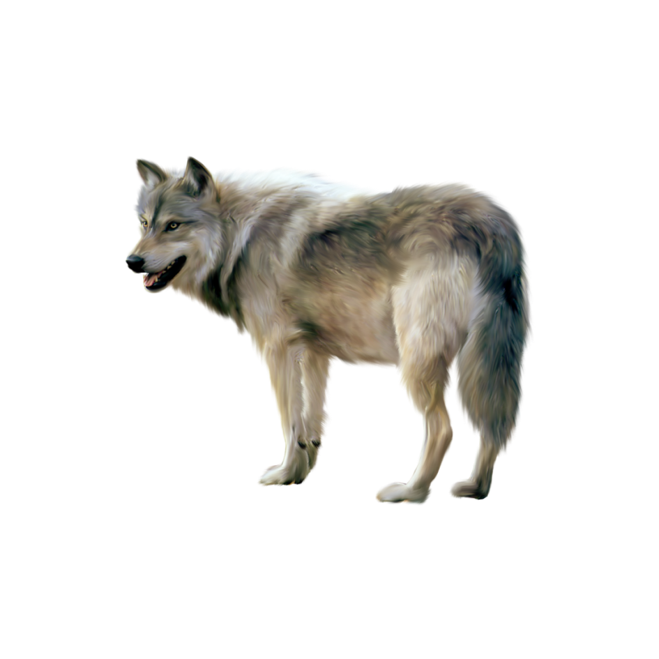 Wolf clipart wold. Png transparent stock images