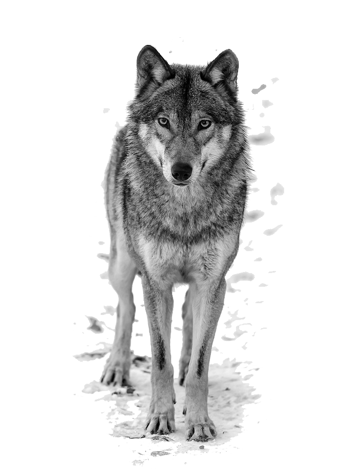 Png transparent stock images. Wolf clipart wold