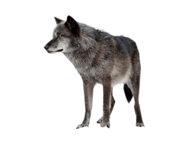 Png by scyllawolf on. Wolf clipart translucent