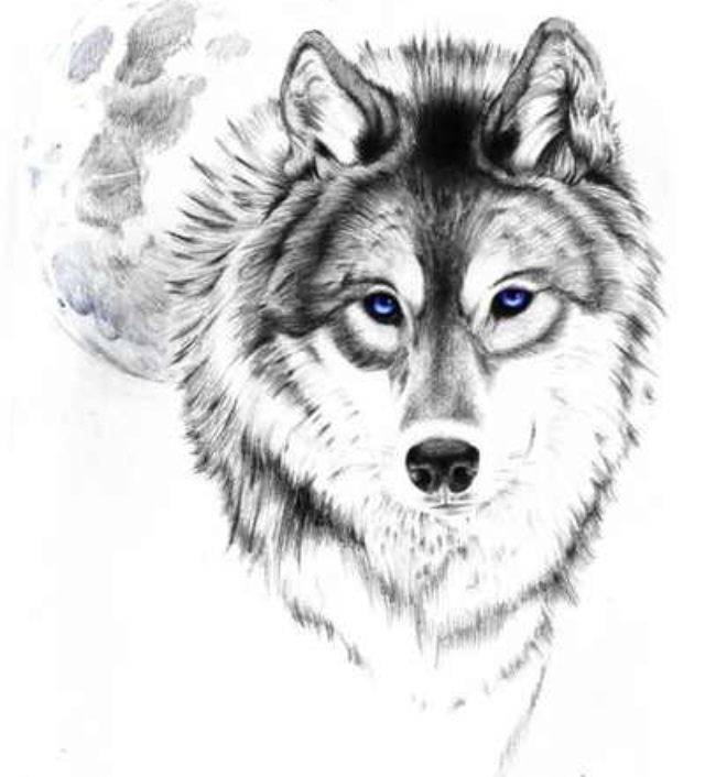 Realistic Wolf Head Illustration Download Illustration